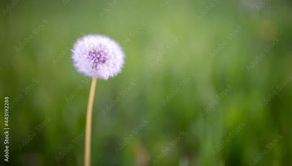 Fluffy dandelion in the park. Fluffy dandelion in the park.