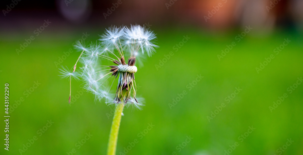 Fototapeta premium Fluffy dandelion in the park.