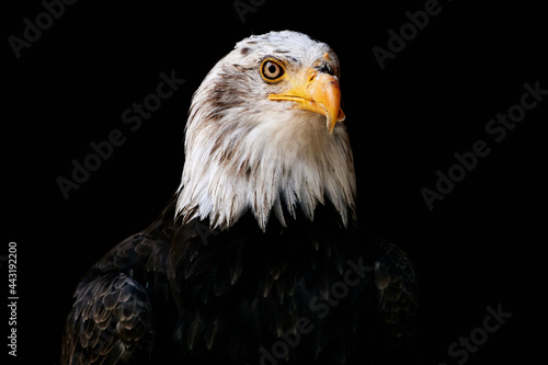 Portrait of a Bald eagle (Haliaeetus leucocephalus) isolated on black. Majestic bird of prey.