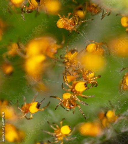Close-up of small yellow spiders in nature.