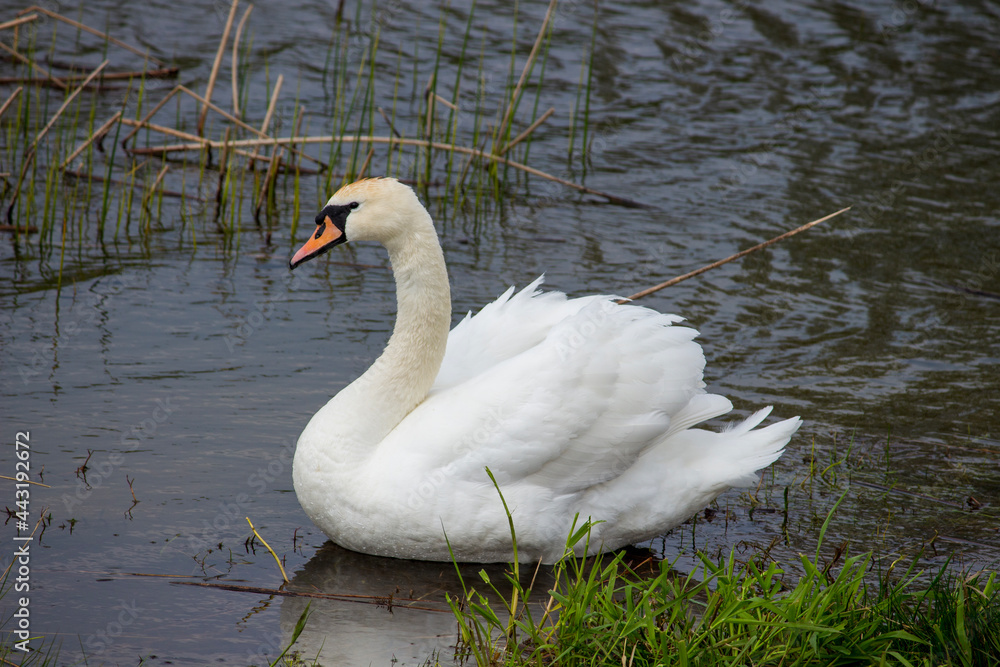 white swan on the lake