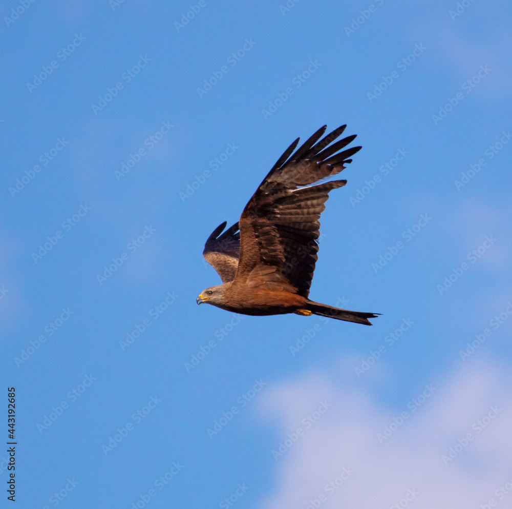 Obraz premium Eagle in flight against the blue sky.