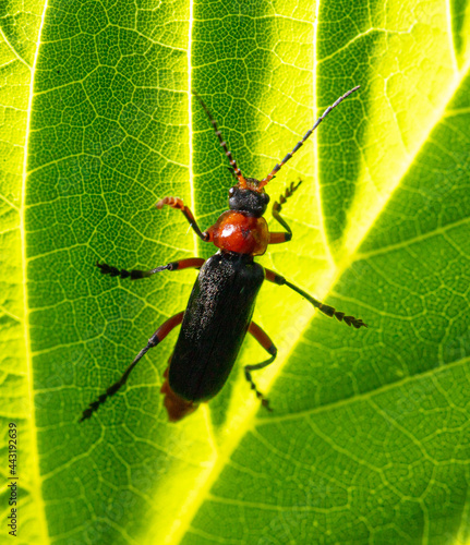 Close-up of a beetle on a leaf.