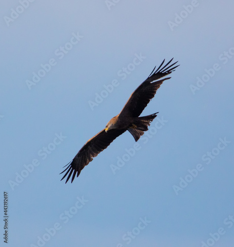 Eagle in flight against the blue sky.