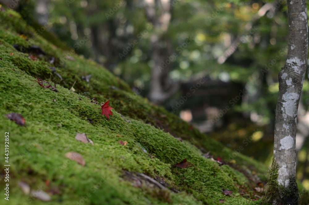 Naklejka premium 京都嵐山宝厳院の紅葉と苔