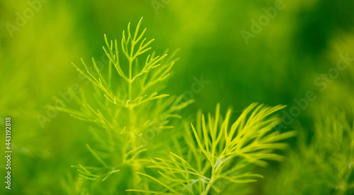Close up of green leaves of dill.
