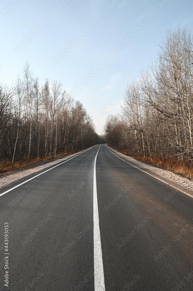 An asphalt way with markings through the morning autumn forest. Road trip concept An asphalt way with markings through the morning autumn forest. Road trip concept