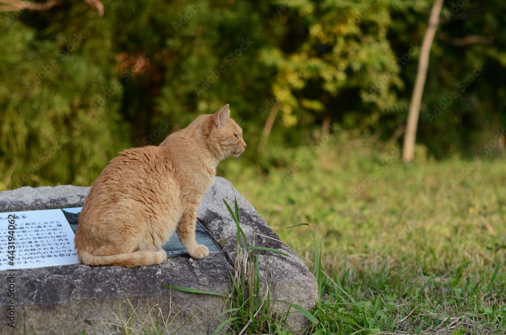どら猫 どら猫