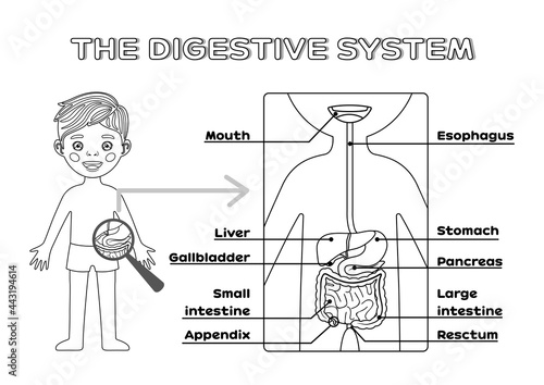 Isolated Cartoon Boy and Digestive system for Сhildren with Name of the Internal Organs. Page from Workbook, for Printing. Education games for Kids. Flat Black White color. Vector stock illustration.