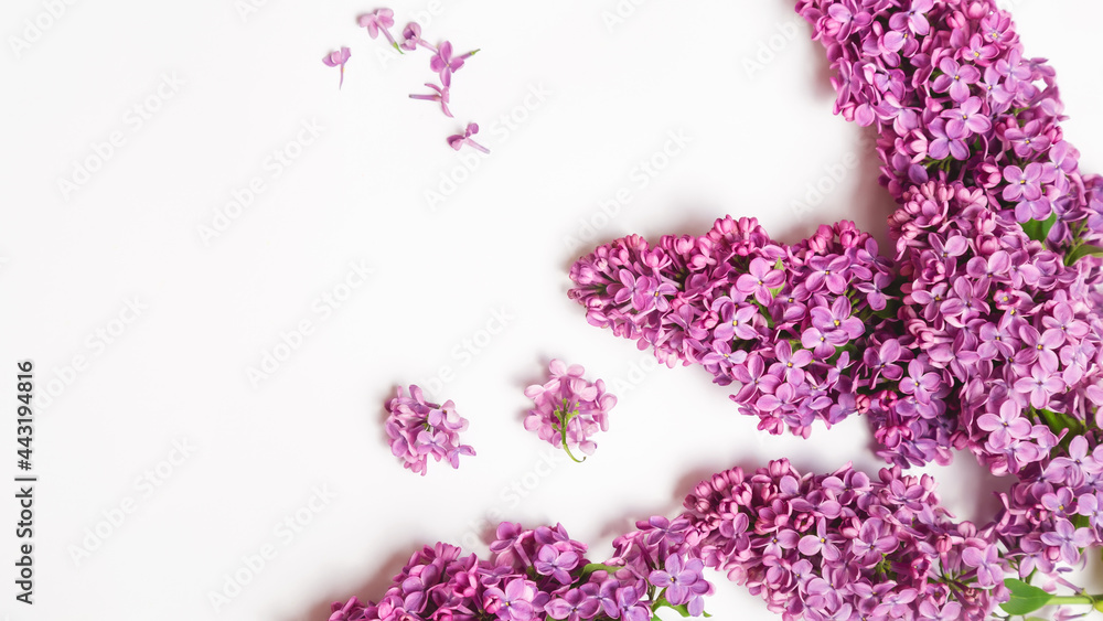 Womens day, Mothers day, Valentines day. spring background. lilac flowers on white background, copy space Womens day, Mothers day, Valentines day. spring background. lilac flowers on white background, copy space