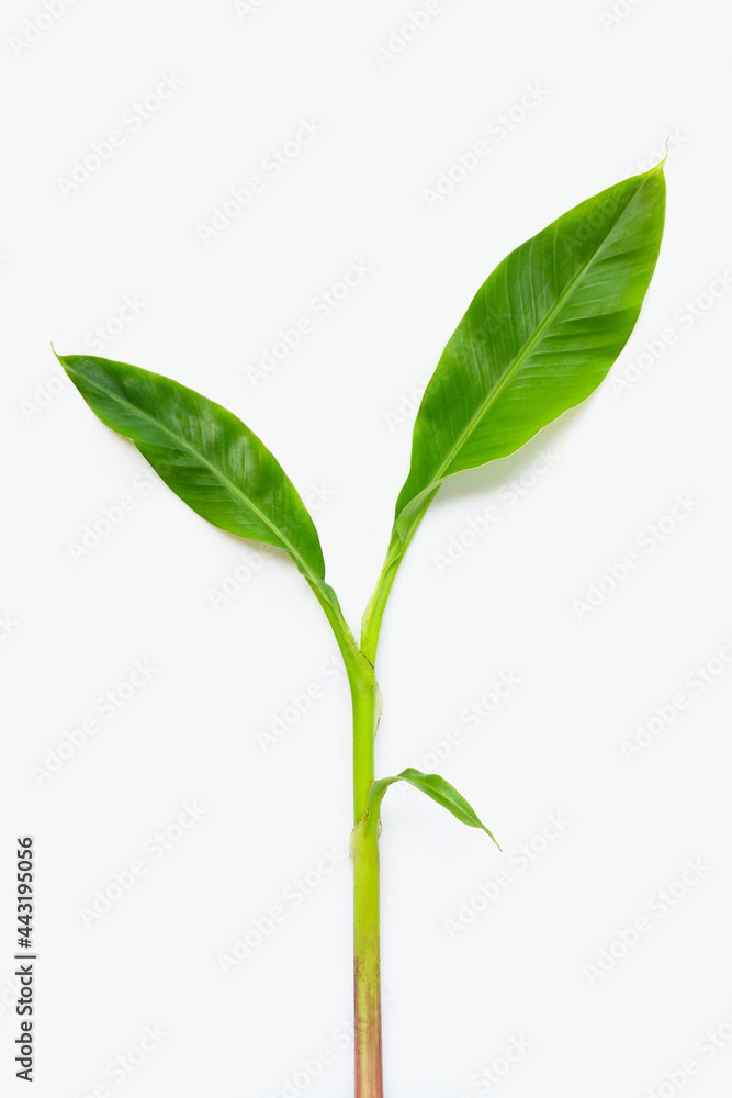 Baby banana plant on white background. Baby banana plant on white background.