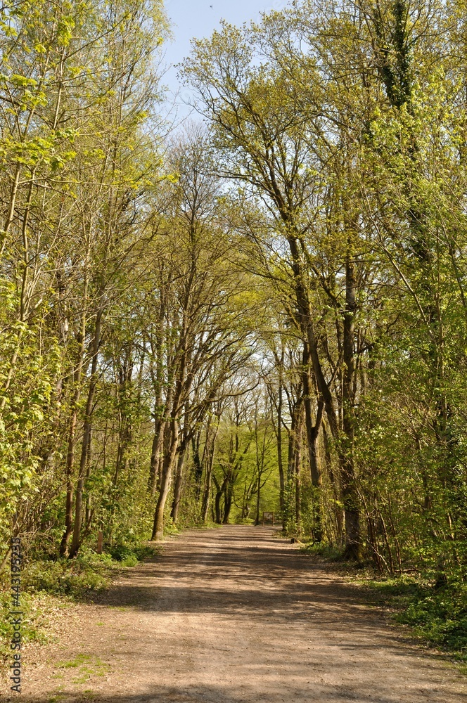 Naklejka premium Communal forest of Saint-Pierre-Lès-Elbeuf
