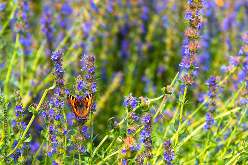 Butterfly on a field of blooming hyssop close-up - natural background, template, card photo