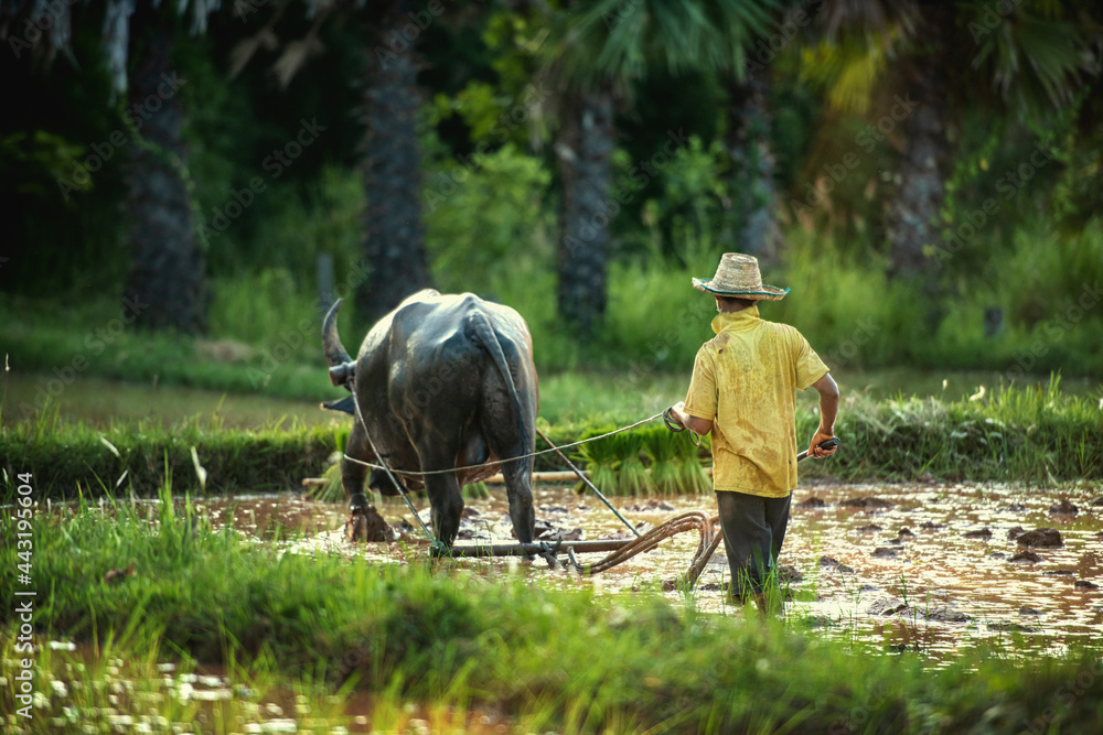 Farmer and buffalo in rice field Thailand Farmer and buffalo in rice field Thailand