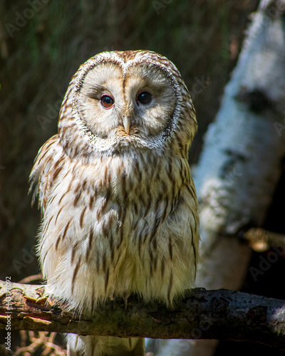 фотографія Ural owl (Strix Uralensis) sitting on a branch looking at camera