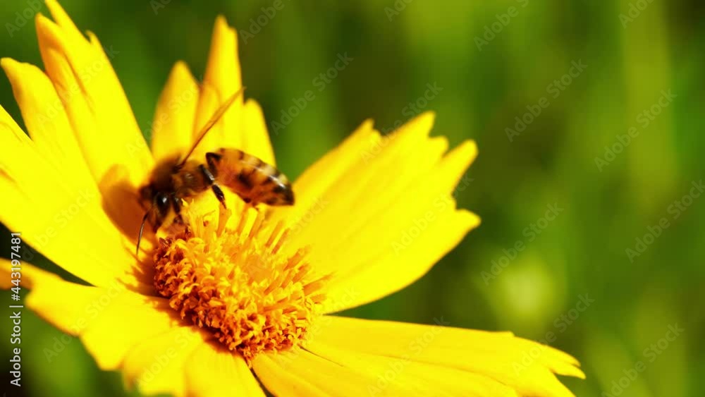 Closeup of a bee collecting nectar on yellow cosmos Closeup of a bee collecting nectar on yellow cosmos