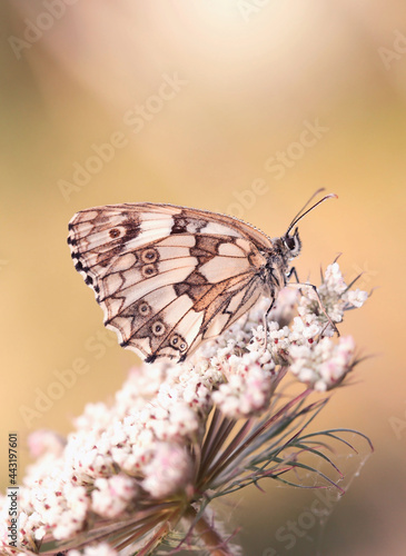 Motyl Polowiec szachownica - Melanargia galathea
