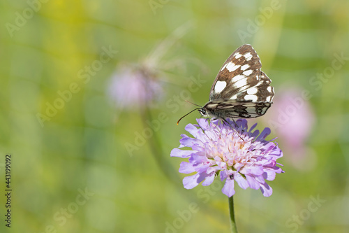 Marbled white butterfly (Melanargia galathea). photo