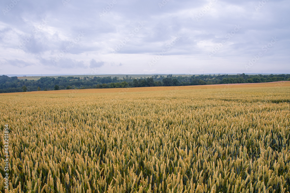 Champs de blé