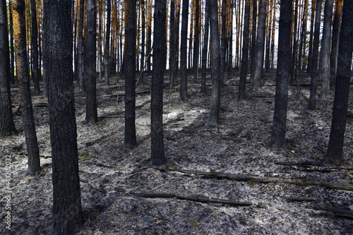 Pine forest after a ground fire