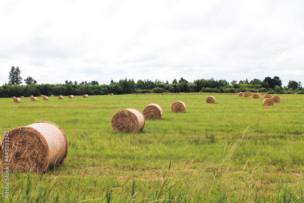 bales of grass in the field