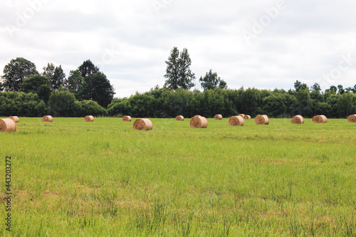 bales of grass in the field