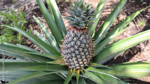 This pineapple tastes sweet, it is widely grown in Kalimantan, Indonesia