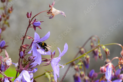 Bee on wild flowers 