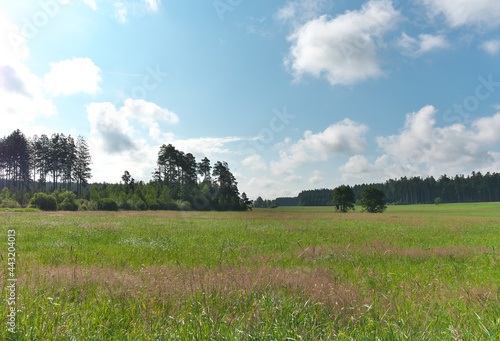 wald und wiese mit blauem himmel und wolken