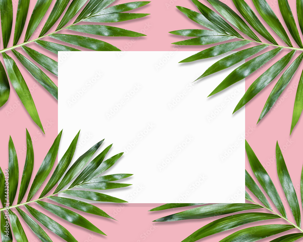 green palm leaves Monstera on pink background. Flat lay, top view green palm leaves Monstera on pink background. Flat lay, top view