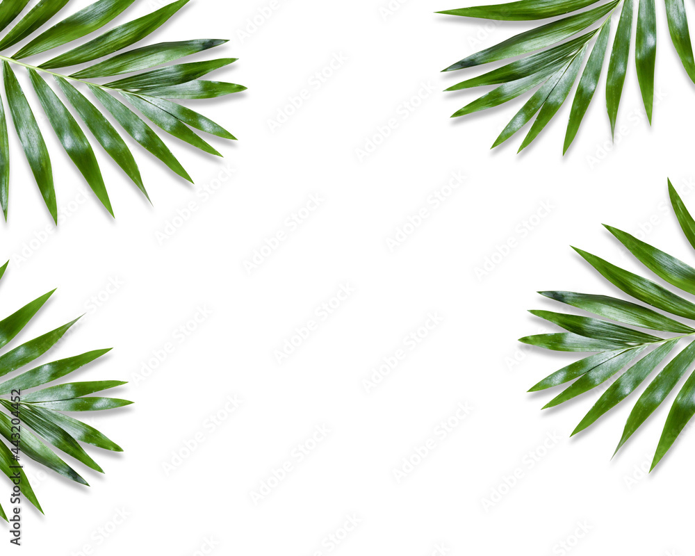 green palm leaves Monstera on white background. Flat lay, top view green palm leaves Monstera on white background. Flat lay, top view