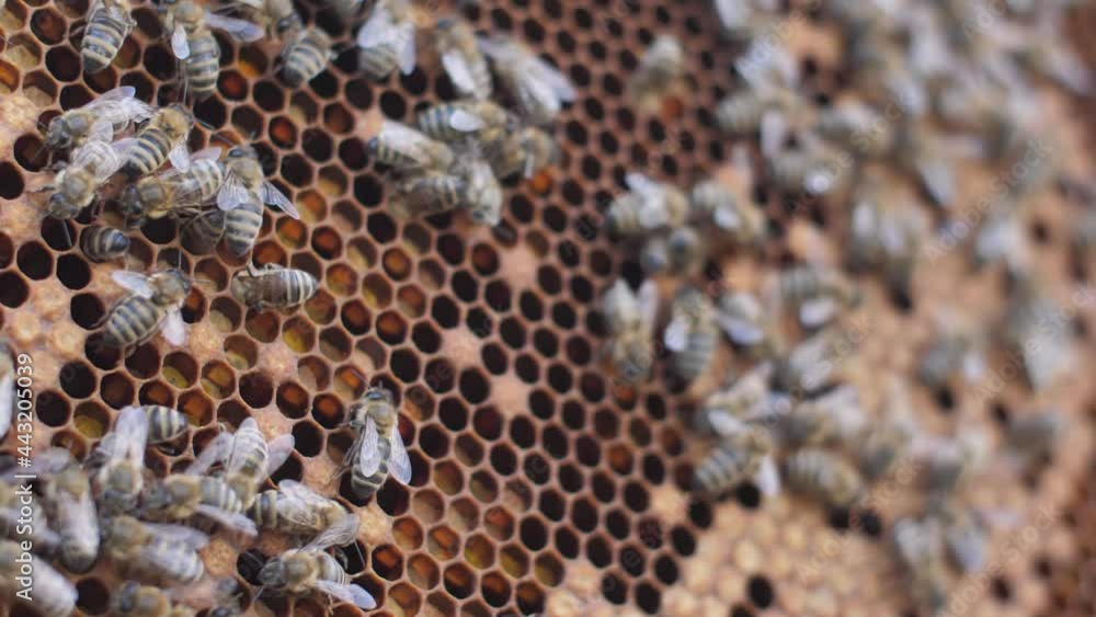 A colony of bees swarms in the hive. large shots of bees A colony of bees swarms in the hive. large shots of bees