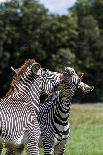 Grevy   s zebras playing in a field