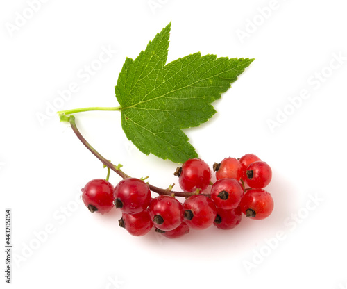 Close up of red currant isolated on white background.