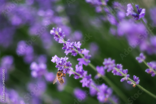 Lavender flowers, Background of purple flowers. A bee collects honey on lavender. Lavender is used to make cosmetics and essential oils.