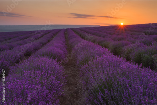 Landscape with sunrise in a beautiful lavender field. Fantastic view, summer scenic view. Lavender flowers are used to make cosmetics and essential oils.
