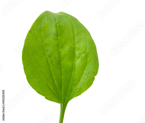 Plantain leaf  medicinal plant isolated on white background.