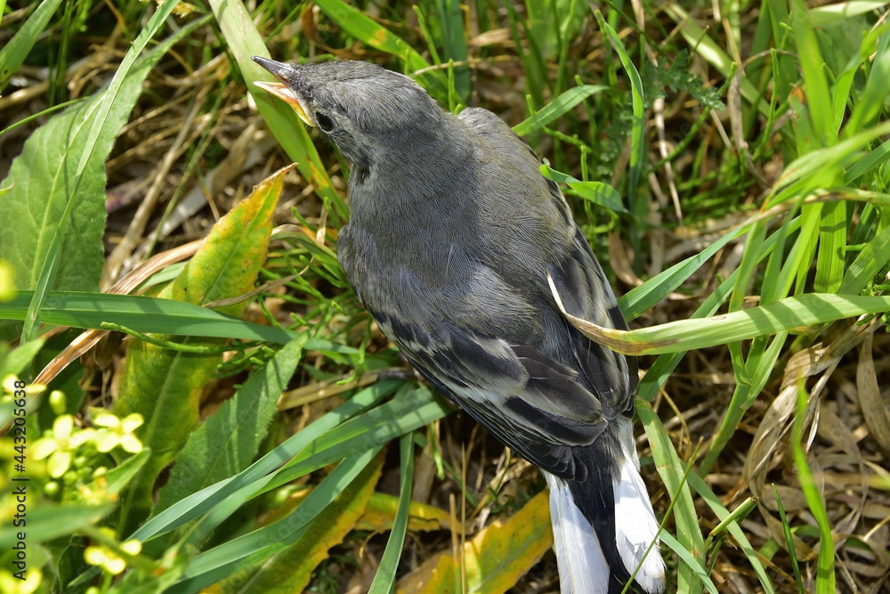 Obraz premium Swallow chick