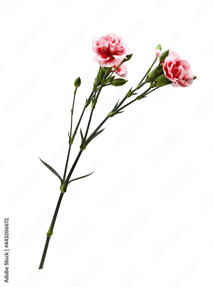 Twig of red and white carnation flowers with green buds and leaves isolated Twig of red and white carnation flowers with green buds and leaves isolated