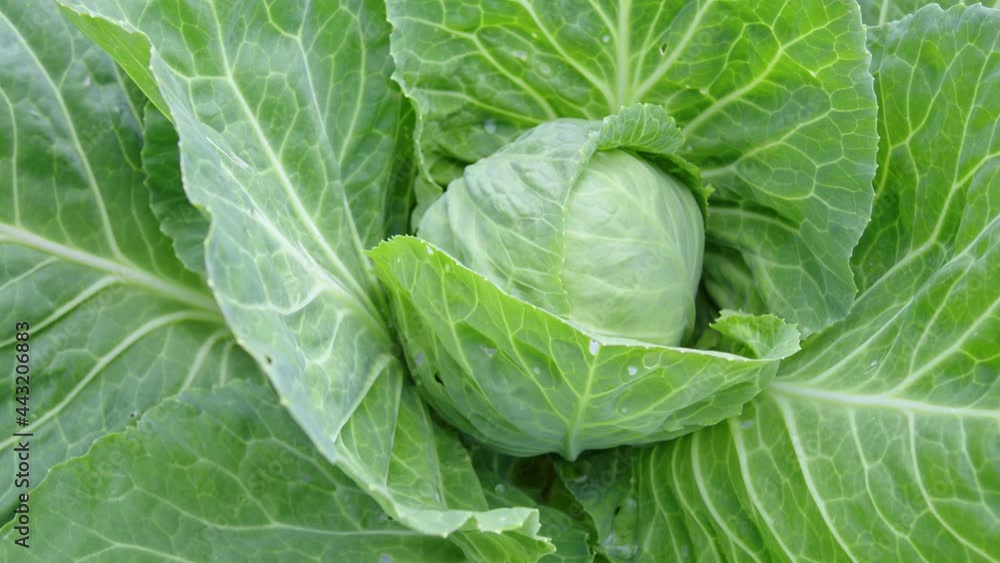 Cabbage in the garden bed. Farming, vegetarianism and healthy food concept. Dolly Shot Cabbage in the garden bed. Farming, vegetarianism and healthy food concept. Dolly Shot