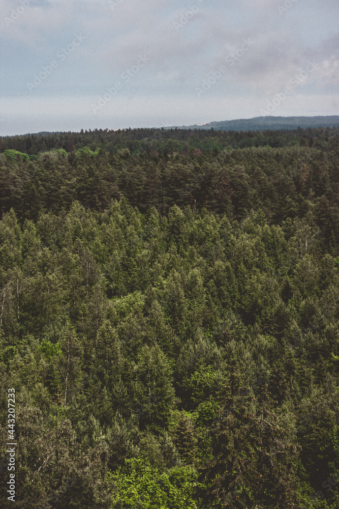 misty forest in foggy morning. far horizon. spruce and pine tree forest abstract texture background