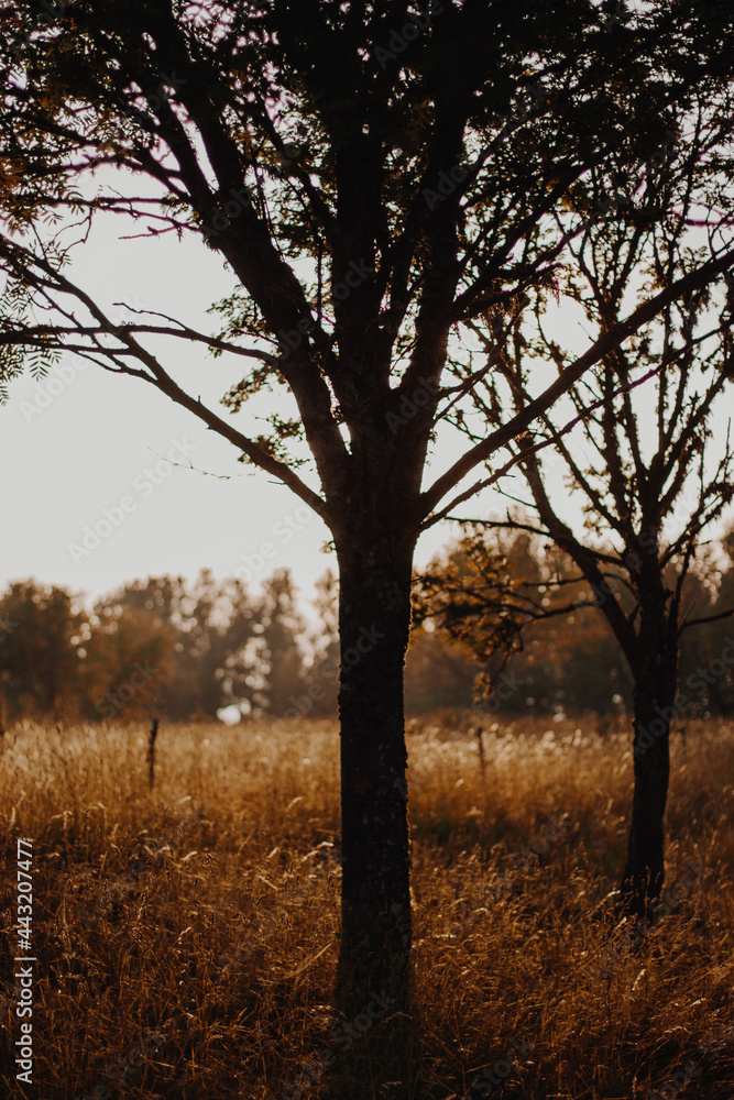 Tree trunk silhouette at sunset in a golden meadow. Tree trunk silhouette at sunset in a golden meadow.
