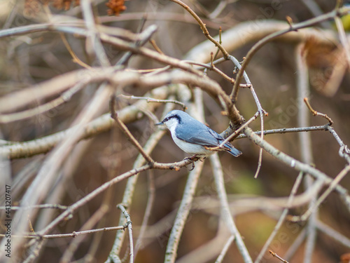 Eurasian nuthatch or wood nuthatch, lat. Sitta europaea, sitting on a tree branches with a blurred background.