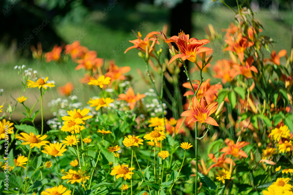 Orange lilies on a natural blurred background with bokeh effect.