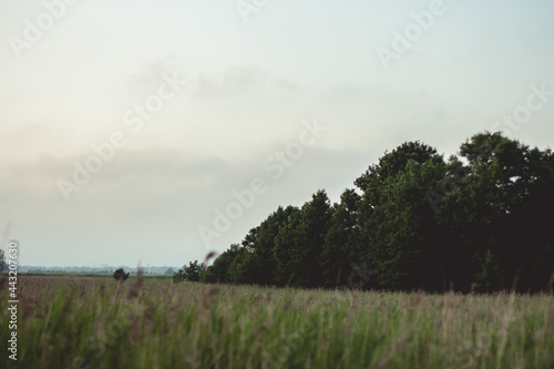 Beautiful summer landscape with green meadows and green trees in the distance. Cloudy summer day.