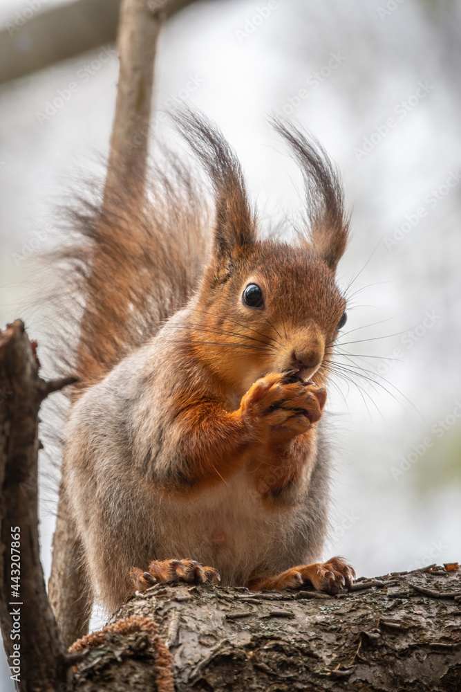 The squirrel with nut sits on a branches in the spring or summer. The squirrel with nut sits on a branches in the spring or summer.