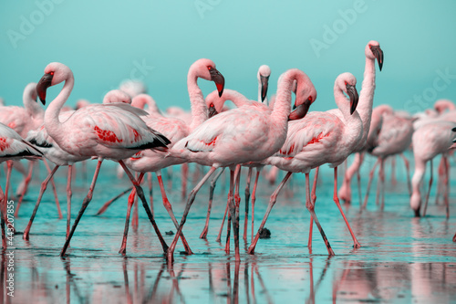 pink flamingos in the water © Yuliia Lakeienko