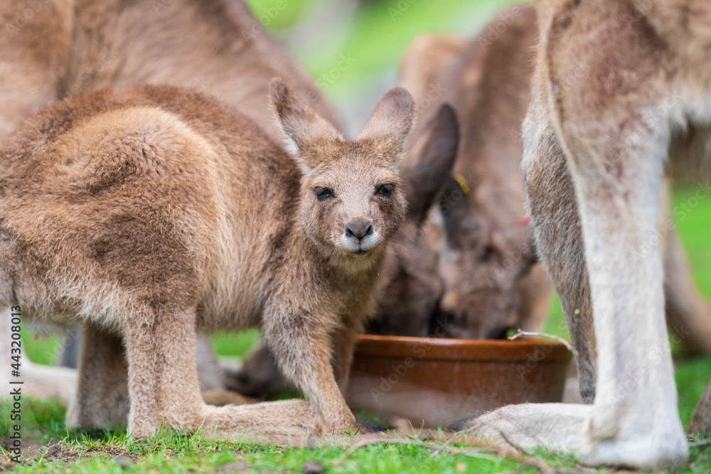 The red-necked wallaby or Bennett's wallaby (Macropus rufogriseus) is a medium-sized macropod marsupial (wallaby), common in the more temperate and fertile parts of eastern Australia. Green bokeh. The red-necked wallaby or Bennett's wallaby (Macropus rufogriseus) is a medium-sized macropod marsupial (wallaby), common in the more temperate and fertile parts of eastern Australia. Green bokeh.