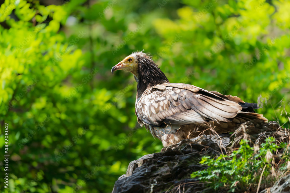 Obraz premium The red kite (Milvus milvus) is a medium-large bird of prey in the family Accipitridae, which also includes many other diurnal raptors such as eagles, buzzards, and harriers.