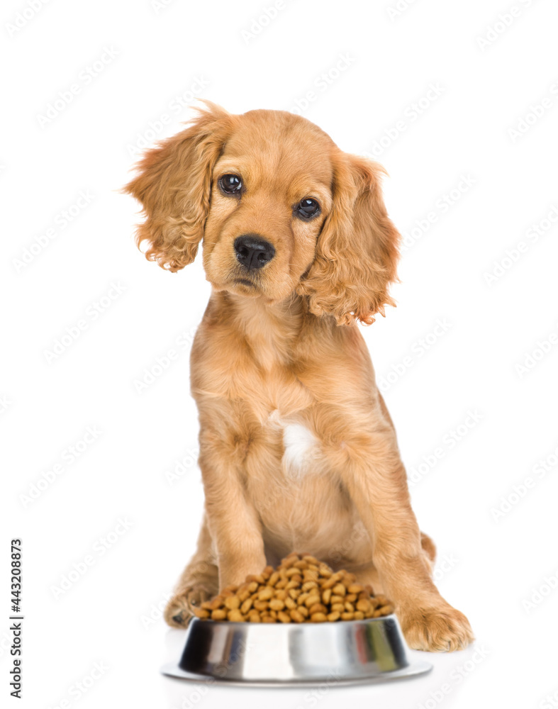 English cocker spaniel puppy sits with  bowl of dry food. isolated on white background